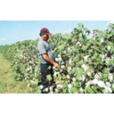 Show Cotton field Image