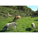 Show Extensive cattle farming Image