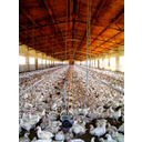Show Poultry farming Image