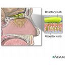 Show Smell Image