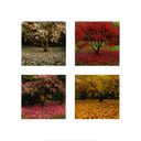 Muestra Imagen Changing seasons