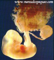 5ª semana y 6ª semana de embrion, embrion de cinco semanas, embrion de seis semanas