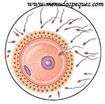La fecundacion, los espermatozoides intentan entrar al ovulo