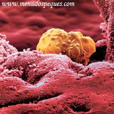 blastocisto se implanta en la mucosa del utero