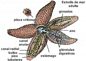 estrella.gif