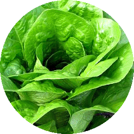 lechuga