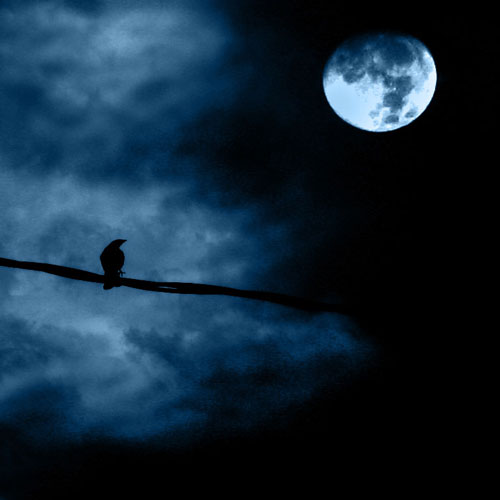 luna llena; un ave la observa
