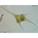 alga unicelular