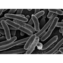 bacterias unicelulares