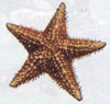 estrella.jpg