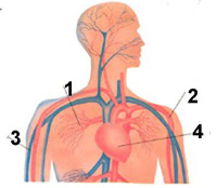 circulatorio02.jpg