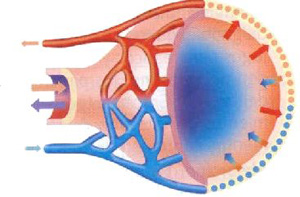 alveolo01.jpg
