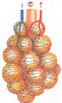 alveolo02.jpg