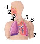 respiratorio01.jpg