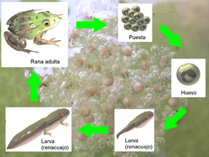 imagen_metamorfosis_anfibios_1.jpg