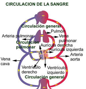 imagen_circulacion_sangre_1.jpg