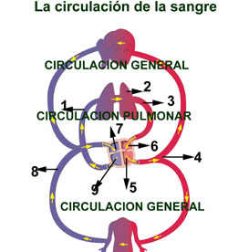 imagen_circulacion_sangre_mudo_1.jpg