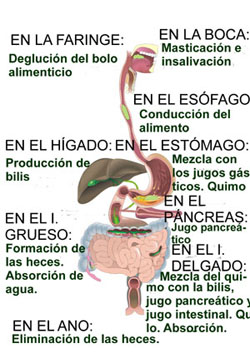 imagen_digestion_1.jpg