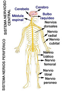 imagen_sistema_nervioso_1.jpg