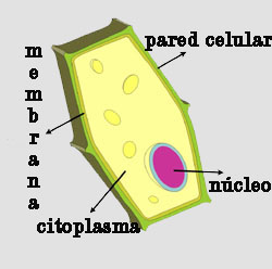 imagen_celula_vegetal_1.jpg