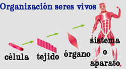 imagen_organizacion_seres_vivos_1.jpg