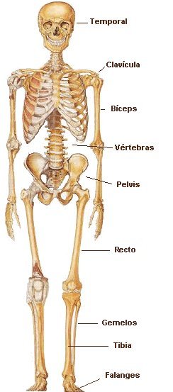 esqueleto.jpg
