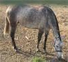 El caballo es un animal herbvoro