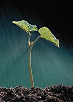 Planta que acaba de nacer