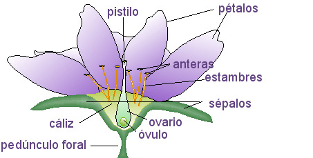 Aparatos reproductores de la flor.