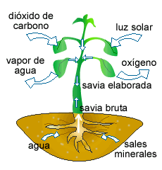 En Elaborar Instituto La fotosíntesis, la alimentación y la respiración de los vegetales.
