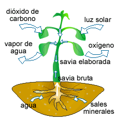 La fotosntesis y el intercambio de gases.