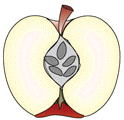 El fruto es el ovario engrosado. En su interior los óvulos se transforman en semillas.