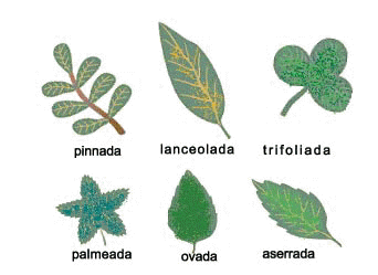 Alguno tipos de hojas son: pinnada, lanceolada, trifoliada, palmeada, ovada y aserrada.