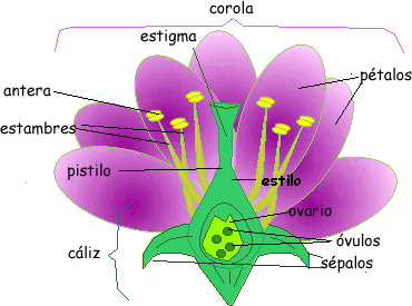 Partes de la flor. El cáliz, la corola y lo órganos reproductores 