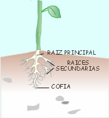 La raíz y sus partes